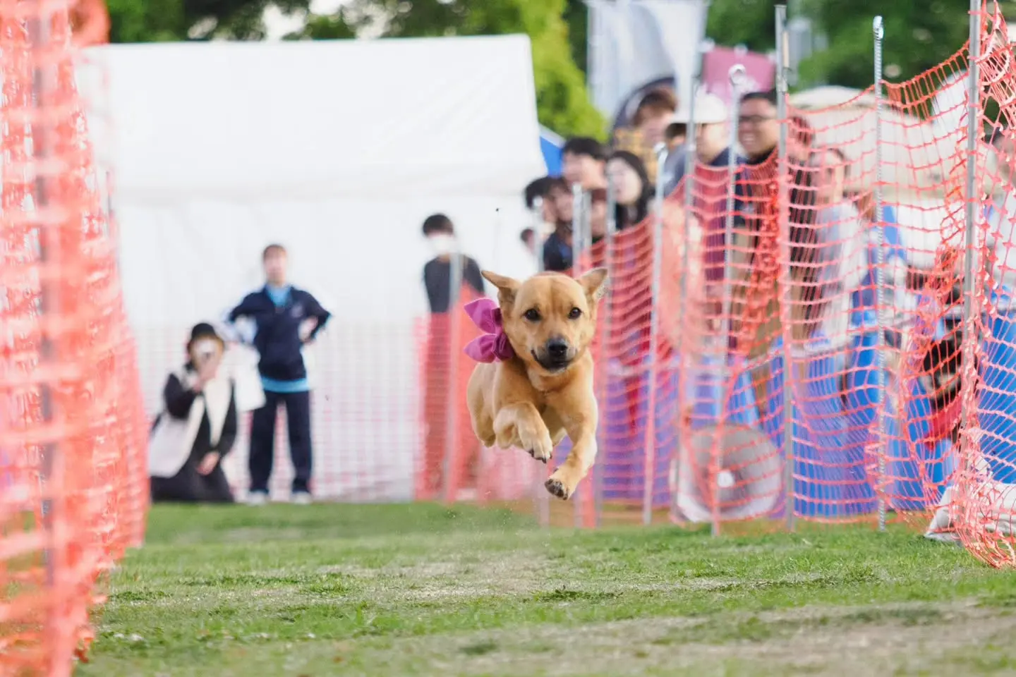 愛犬とドッグスポーツを楽しむ様子